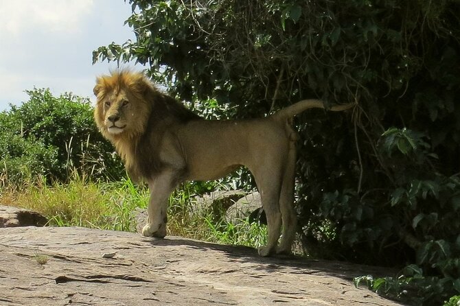 3 Days Budget Mid Range Safari Tour Tanzania - Customer Reviews and Ratings