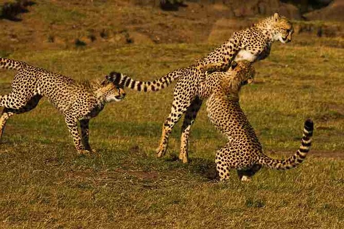 3 Days Budget Tour to Maasai Mara With Safari Van - Transportation Information