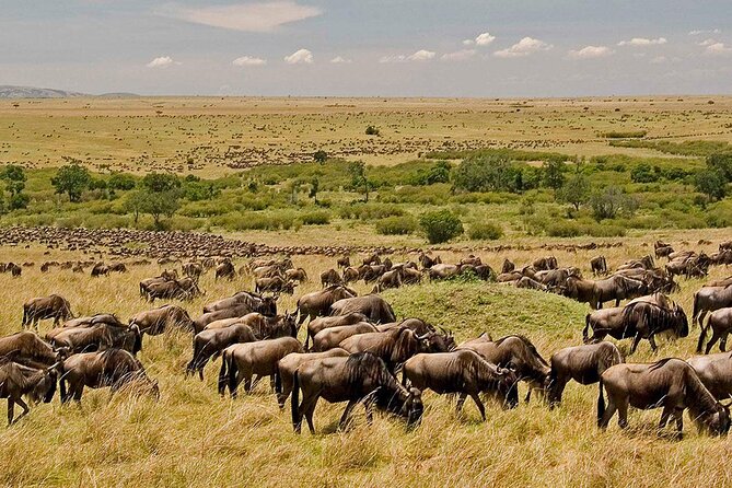 3 Days Budget Tour to Maasai Mara With Safari Van - Meal Plan