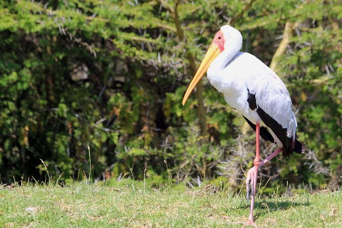 3 Days Budget Tour to Maasai Mara With Safari Van - Booking and Cancellation Policy