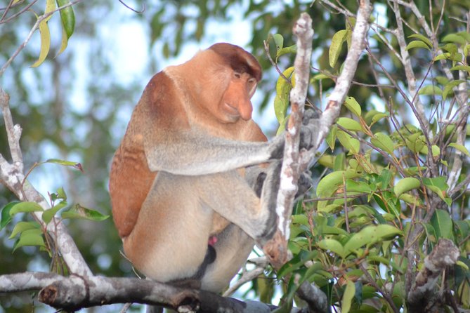 3 Days Cabin Houseboat Orangutan Tanjung Puting Camp Leakey Tour - Tour Itinerary Highlights