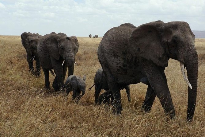3 Days Camping Safari in Amboseli National Park, Kenya - Guided Tours
