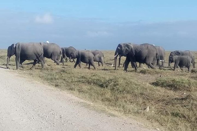 3 Days Camping Safari in Amboseli National Park, Kenya - Good To Know