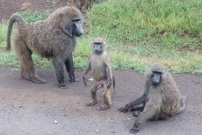 3 Days Camping Safari in Amboseli National Park, Kenya - The Sum Up