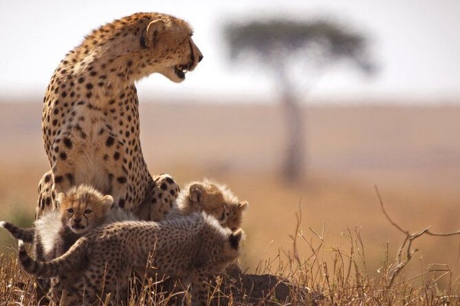 3 Days Camping Tour to Maasai Mara With 4x4 Landcruiser Jeep - Meal Inclusions