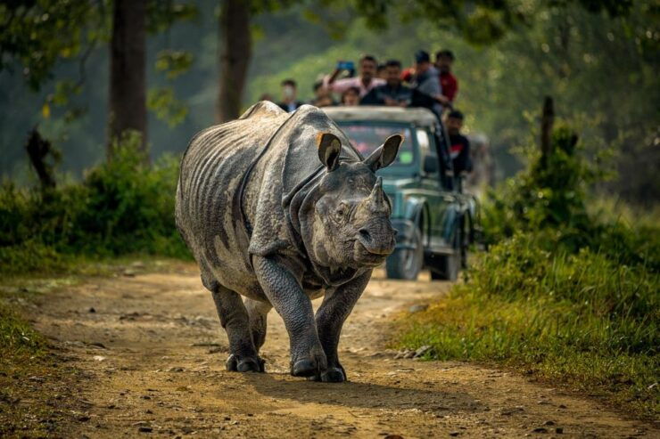3 Days Chitwan Jungle Safari - All Inclusive Package - Package Inclusions