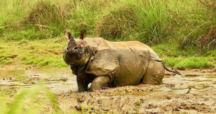 3 Days Chitwan Jungle Tour With Meals - Kathmandu & Pokhara - Itinerary Highlights