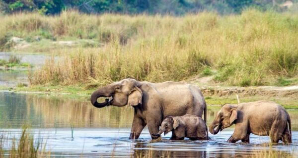 3 Days Chitwan Jungle Tour With Meals - Kathmandu & Pokhara - Wildlife and Ecosystem Experiences