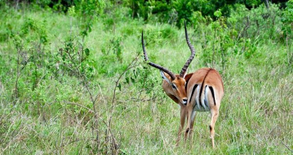 3 Days Chitwan Jungle Tour With Meals - Kathmandu & Pokhara - Cultural Immersion Activities