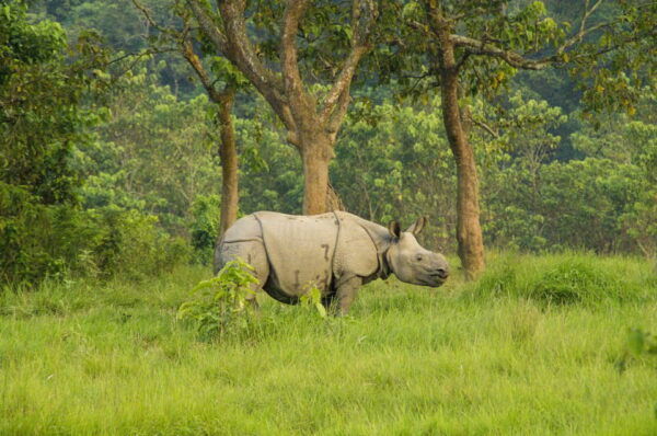 3 Days Chitwan Jungle Tour With Meals - Kathmandu & Pokhara - Questions You May Have