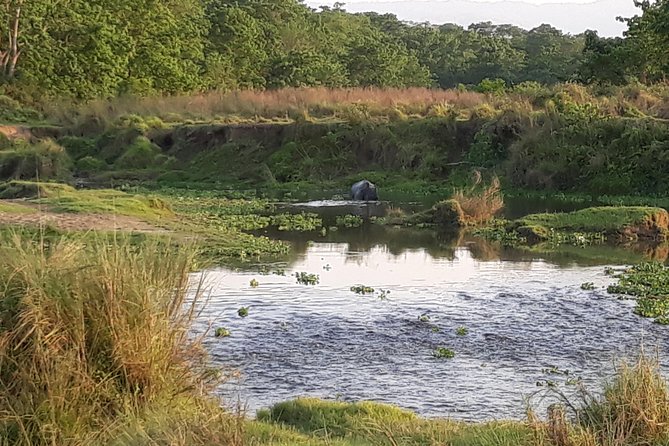 3 Days Chitwan National Park Wildlife Tour - Day 2: Thrilling Safari Adventures