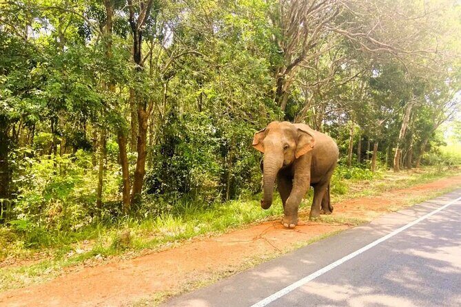 3 Days Cultural Triangle Sri Lanka Private Tour - Final Thoughts