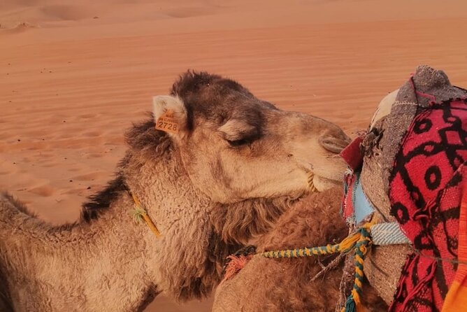 3 Days Deep Merzouga Desert Tour From Marrakech - Frequently Asked Questions