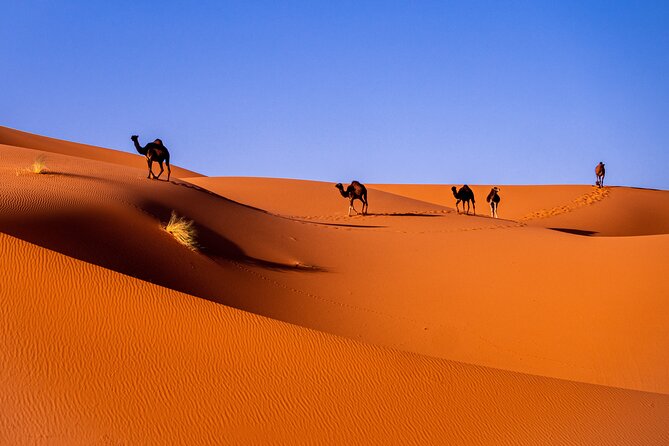 3-Days Desert Tour From Marrakech - Customer Reviews