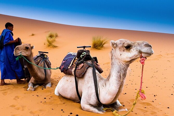 3 Days Desert Tour From Marrakech to Fes - Inclusions and Exclusions
