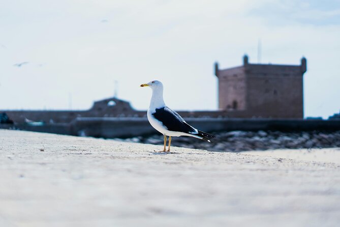 3 Days Essaouira Experience With Full Day Horse Ride and Picnic - Activity Details