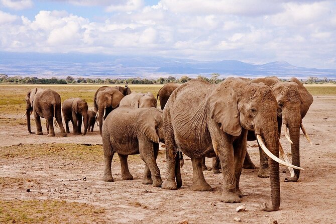 3 DAYS ETOSHA WILDLIFE SAFARI- Namibia (Camping) - Booking Confirmation and Policy