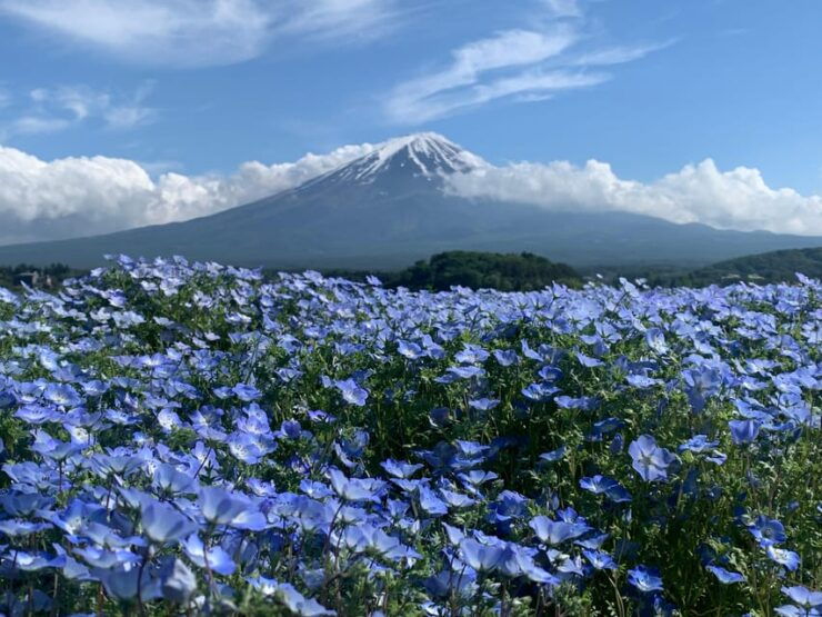 3 Days Fantastic Attractions Tour Tokyo+Nikko+Mt.Fuji Ect - Good To Know