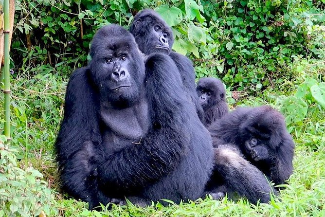 3 Days Gorilla and Golden Monkey Trek - Good To Know