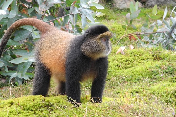 3 Days Gorilla and Golden Monkey Trek - Meeting and Pickup
