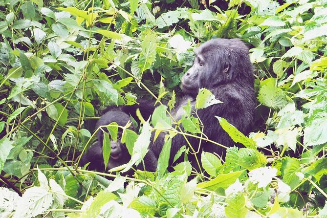 3 Days Gorilla Trekking Safari - Essential Packing List