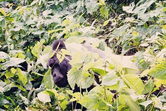 3 Days Gorilla Trekking Safari - The Sum Up
