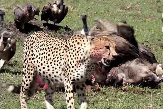 3 Days Great Migration Camping Safari in Maasai Mara National Reserve, Kenya - Accommodation Details