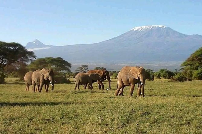 3 Days Great Migration Camping Safari in Maasai Mara National Reserve, Kenya - Safari Activities