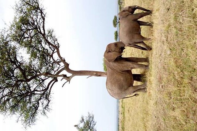 3 Days Great Migration Camping Safari in Maasai Mara National Reserve, Kenya - Additional Information