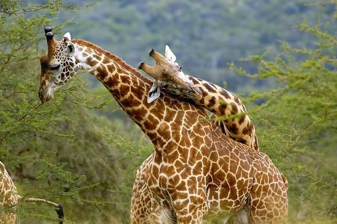 3 Days Great Migration Camping Safari in Maasai Mara National Reserve, Kenya - Booking Process
