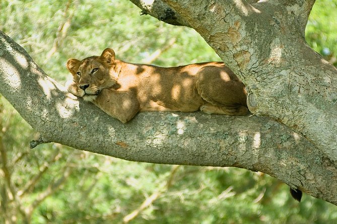 3 Days Group Safari To Queen Elizabeth Park In Uganda. - Good To Know