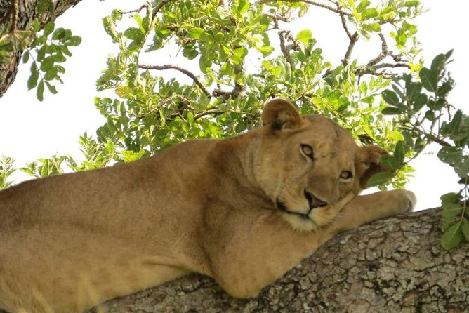 3 Days Group Safari To Queen Elizabeth Park In Uganda. - Accommodation Details