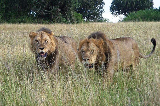 3 Days Group Safari To Queen Elizabeth Park In Uganda. - Wildlife Spotting Opportunities
