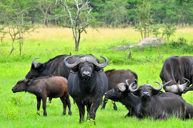 3 Days Group Safari To Queen Elizabeth Park In Uganda. - Booking and Cancellation Policies