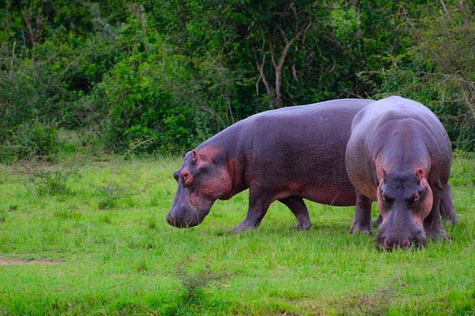 3 Days Group Safari To Queen Elizabeth Park In Uganda. - Frequently Asked Questions