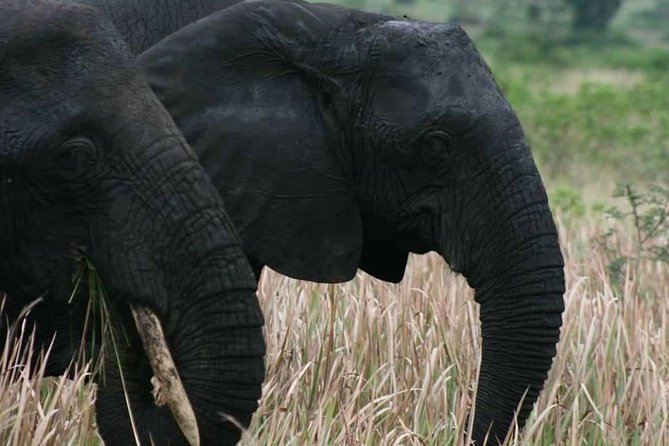 3 Days Group Safari To Queen Elizabeth Park In Uganda. - The Sum Up