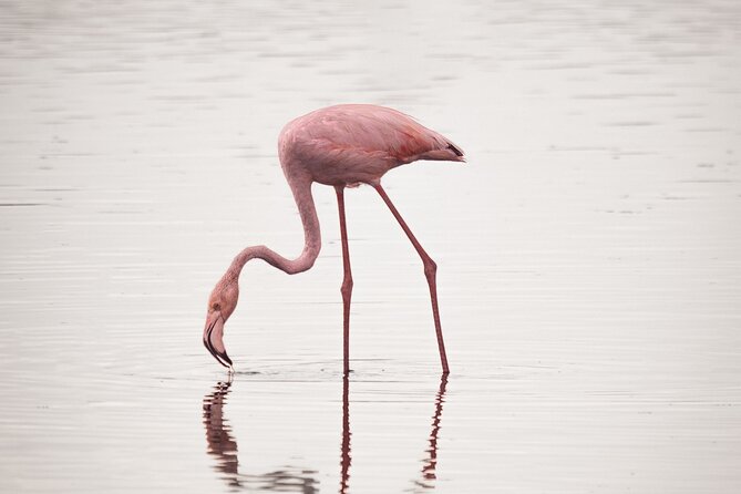 3 Days Group Tour Tarangire, Ngorongoro & Lake Manyara Park - Tour Inclusions