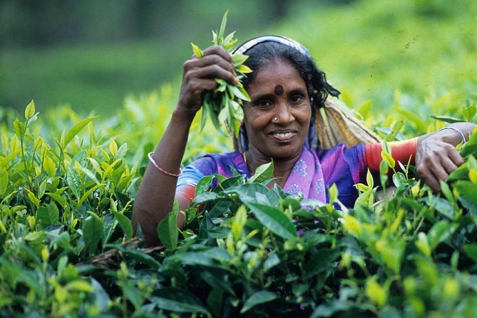 3 Days Hill Country Experience Sri Lanka - Accommodation Arrangements