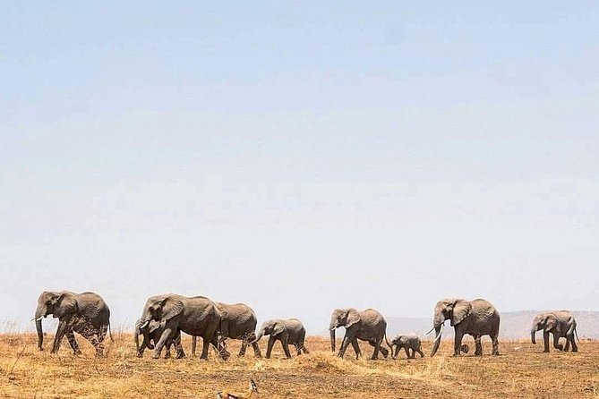 3 Days in Middle of Serengeti & Ngorongoro Crater - Accommodation and Dining Options