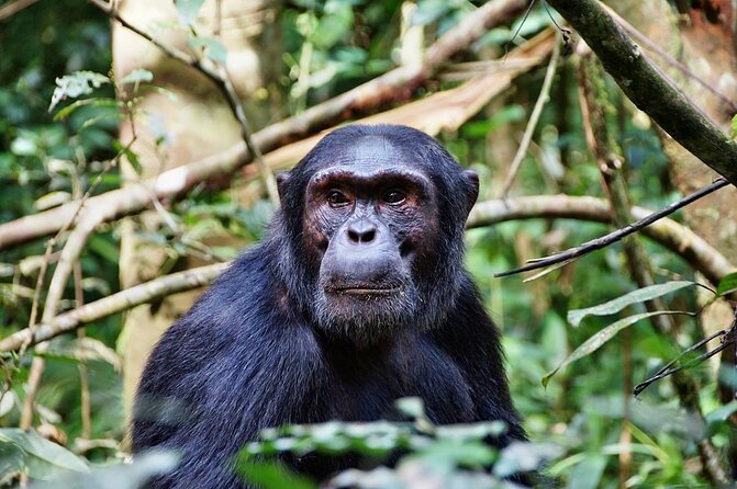 3-days In Mikumi And Udzungwa Mountain National Parks - Good To Know