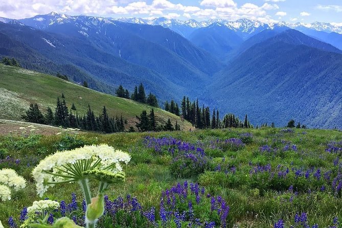 3 Days in Olympic National Park From Seattle: Silent Forest - Hoh Rainforest - Wildlife Encounters in Olympic National Park