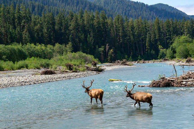3 Days in Olympic National Park From Seattle: Silent Forest - Hoh Rainforest - Cancellation Policy and Guarantee