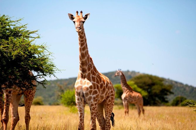 3 Days Isimangaliso Wetland & Hluhluwe Imfolozi Tour From Durban - Cancellation Policy