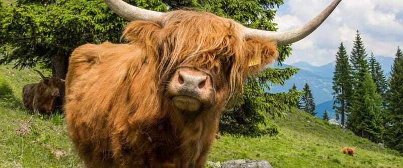 3 Days - Isle of Skye and Highlands Tour from Edinburgh - Practical Tips for Travelers