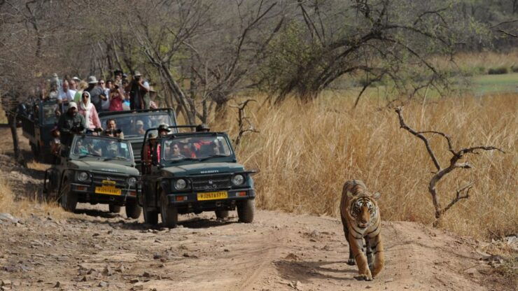 3 Days Jaipur Tour With Ranthambore National Park - Tour Details