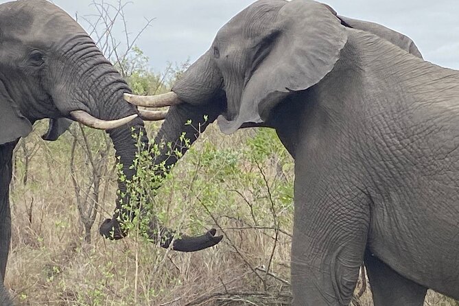 3 Days Johannesburg - Kruger Safari- Blyde River Canyon - Safari Experiences