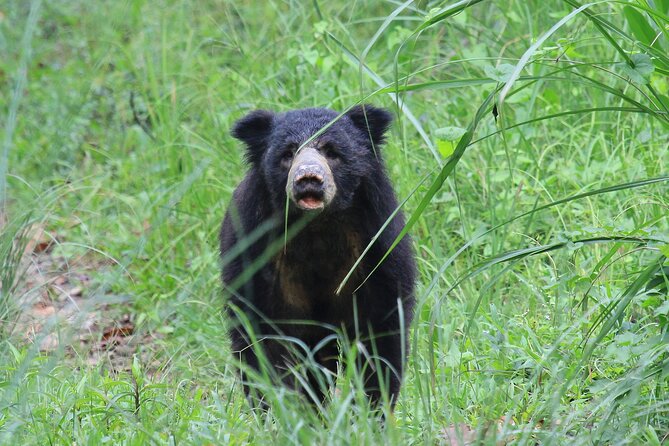 3 Days Jungle Safari in Kathmandu - Safari Itinerary Overview