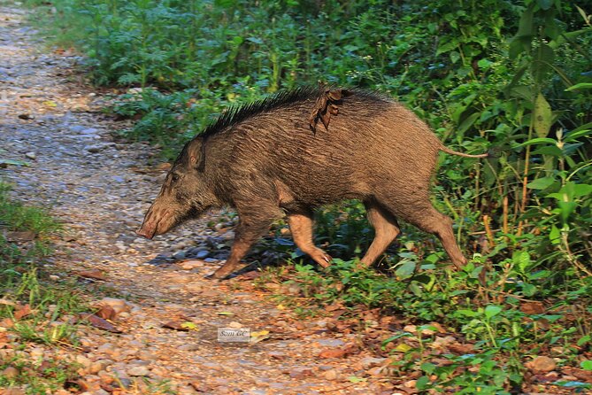 3 Days Jungle Safari in Kathmandu - Booking and Contact Information