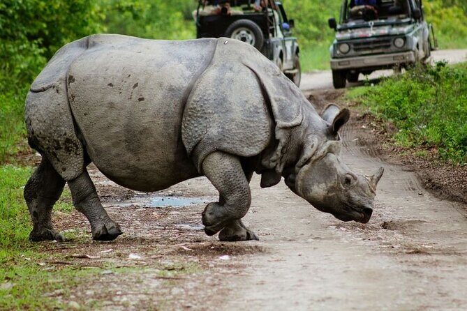 3 Days Kaziranga National Park Wildlife Adventure with Safaris - Good To Know
