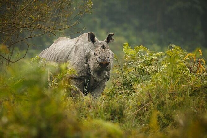 3 Days Kaziranga National Park Wildlife Adventure with Safaris - An In-Depth Look at the 3-Day Kaziranga Tour
